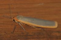 Manulea complana