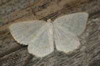 Cabera exanthemata