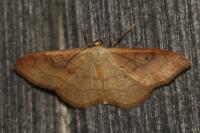 Idaea rubraria