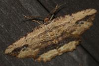 Menophra abruptaria