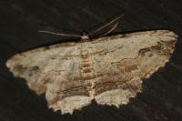 Menophra abruptaria