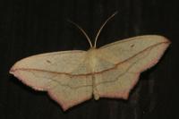 Timandra comae