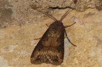 Agrotis ipsilon
