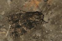 Acronicta rumicis
