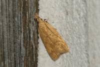 Dichomeris limosella