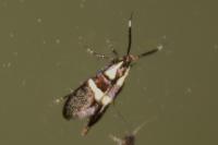 Dasycera oliviella