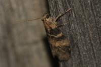 Euzophera pinguis