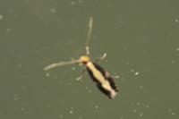Monopis obviella