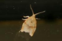 Clepsis consimilana