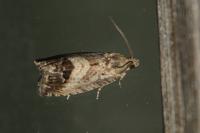 Cydia splendana
