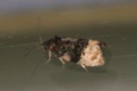 Metendothenia atropunctana