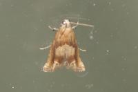 Eucosma conterminana