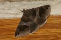 Dysgonia algira
