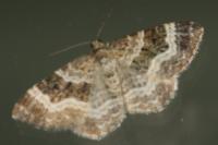 Epirrhoe alternata