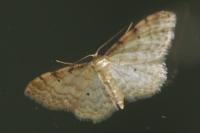 Idaea fuscovenosa