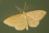 Idaea ochrata