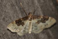 Idaea rusticata