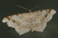 Macaria alternata