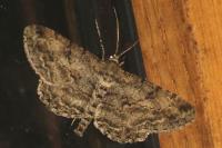 Peribatodes rhomboidaria