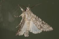 Acronicta aceris