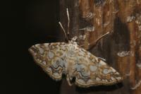 Elophila nymphaeata