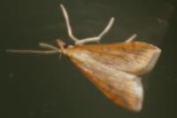 Udea ferrugalis