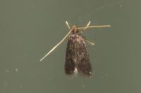 Homaloxestis briantiella