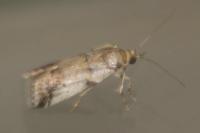 Acrobasis sp (glaucella/falouella)