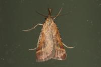 Synaphe punctalis
