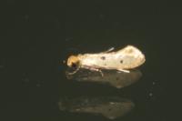 Tinea trinotella