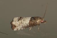 Notocelia roborana