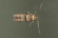 Blastobasis