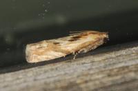 Eucosma
