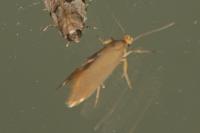 Crassa unitella