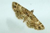 Gymnoscelis rufifasciata