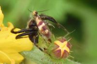 Micropterix aglaella