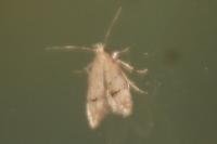 Teleiodes vulgella