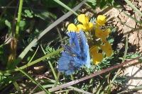Lysandra bellargus