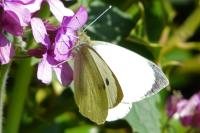 Pieris brassicae