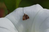 Choreutis nemorana