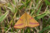 Lythria purpuraria