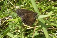 Minois dryas