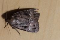 Amphipyra pyramidea