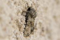 Hecatera dysodea