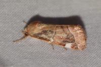 Cosmia diffinis