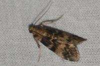 Euzophera pinguis