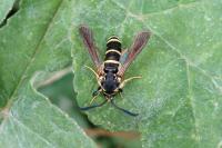 Paranthrene tabaniformis