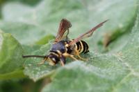 Paranthrene tabaniformis