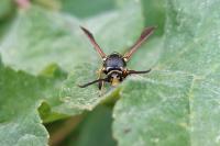 Paranthrene tabaniformis