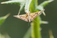 Pyrausta aurata